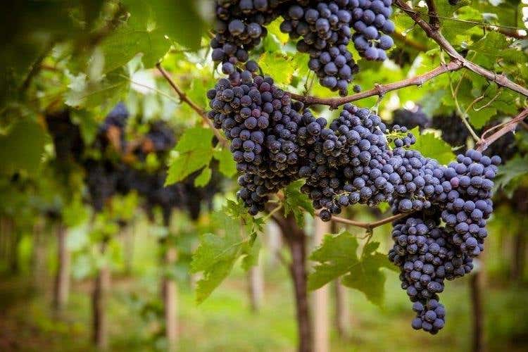 Uve di Montepulciano